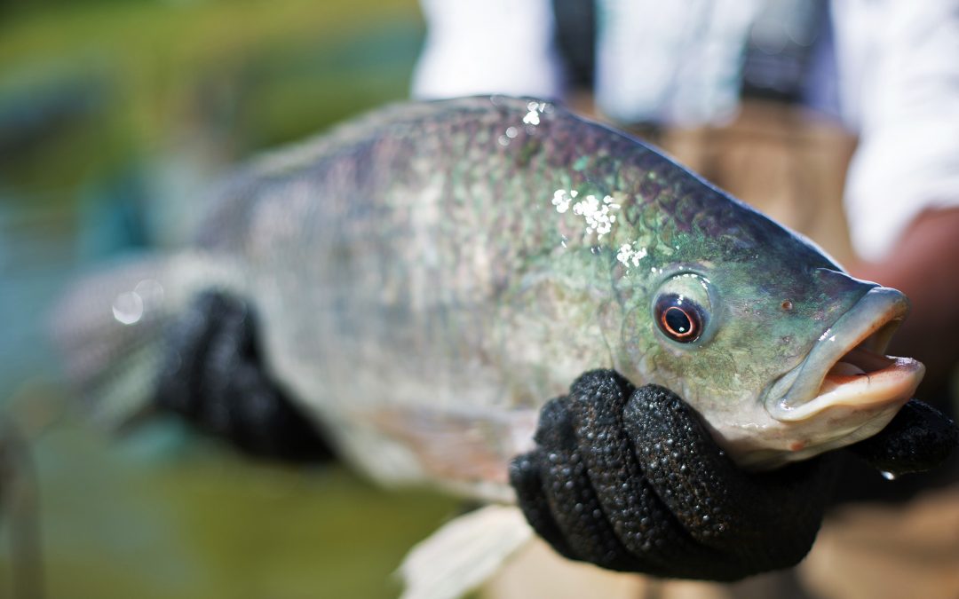 Baixas temperaturas do inverno prejudicam o metabolismo e a reprodução de peixes