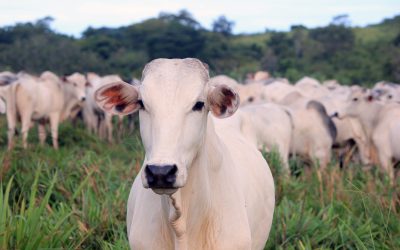 Desafios sanitários da pecuária de corte e leite exigem soluções de ação rápida e eficaz, indicam produtores e veterinários