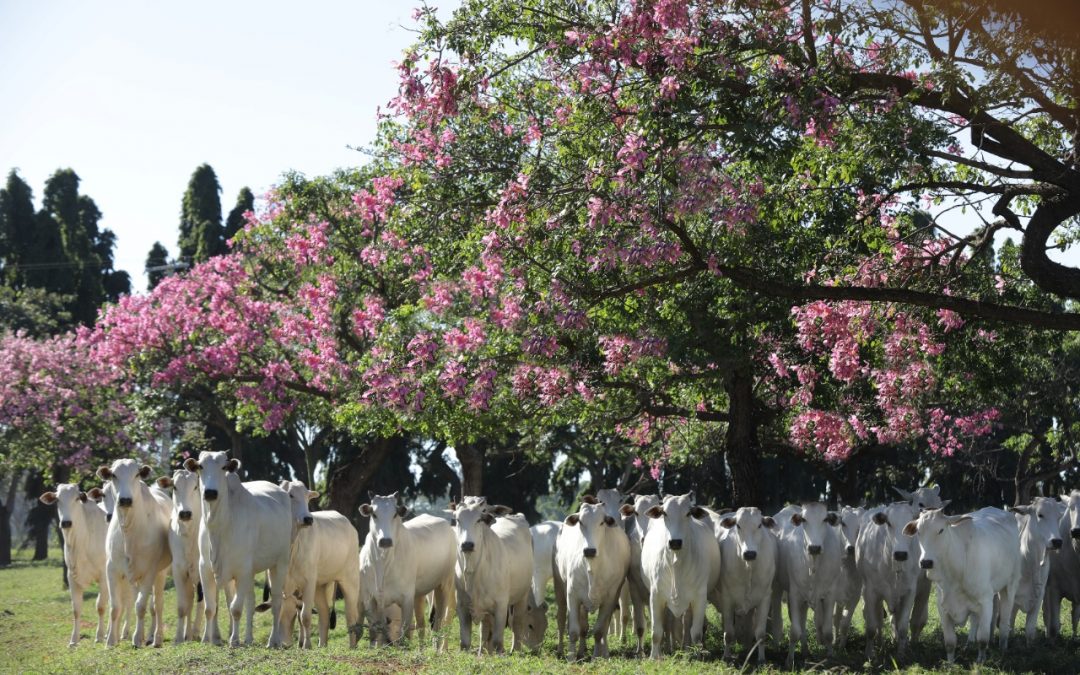 Fazenda Brumado promove mais uma edição do tradicional leilão da raça Nelore