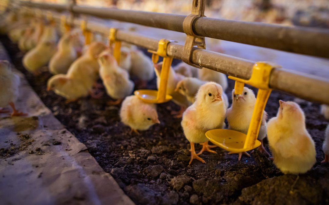 A aplicação de probióticos nos incubatórios prepara o sistema imunológico de aves para desafios sanitários na granja