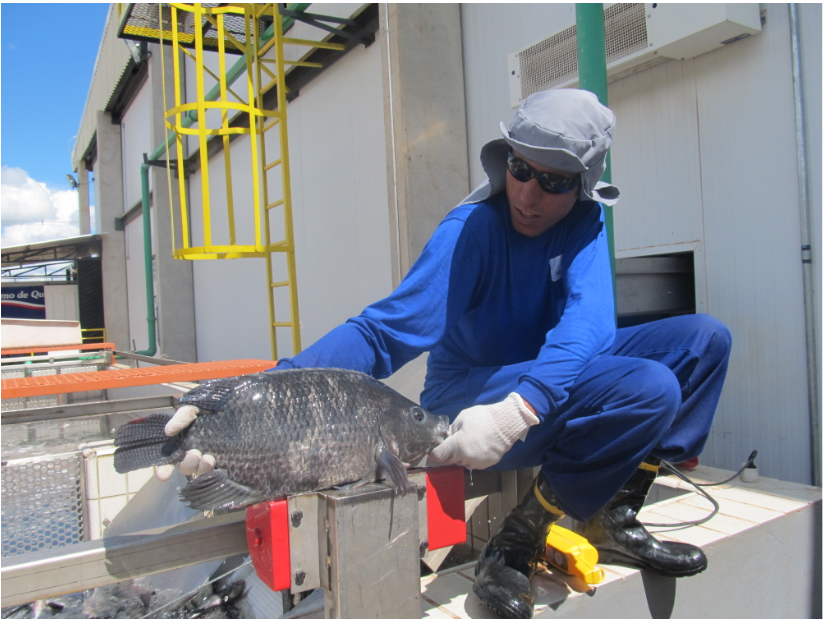 Peixe BR e APEX avançam negociação para presença dos peixes de cultivo no mercado internacional