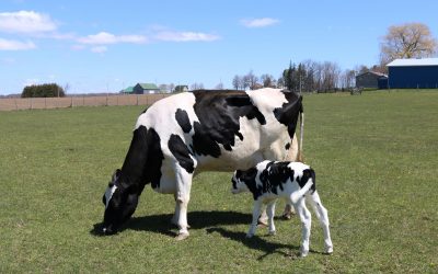 Nutrição de qualidade é essencial no período de transição de vacas de leite para não sobrecarregar sistema hepático
