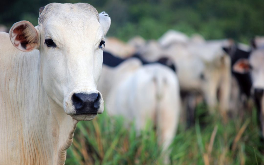 Potente combinação de princípios ativos combate infecções e garante engorda dos bovinos