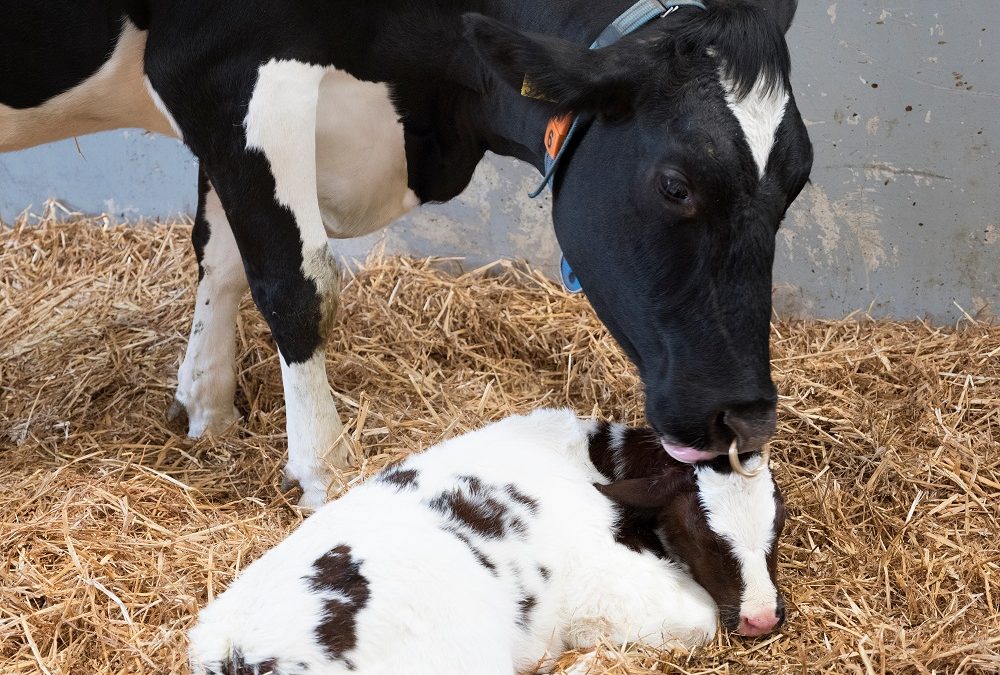 Hipocalcemia subclínica pode custar mais de R$ 600,00 por vaca e afeta produção de leite