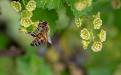 Colmeia Viva, do Sindiveg, mantém assistência técnica gratuita a agricultores e apicultores