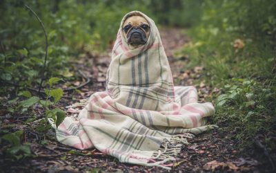 Frentes frias podem aumentar e ter impacto negativo nas dores articulares de cães