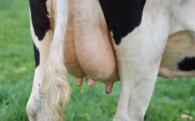 Carência zero no combate a verminoses é o segredo do sucesso na pecuária leiteira