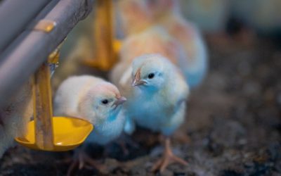 Atenção ao aquecimento é essencial para o sucesso da avicultura, especialmente na fase inicial