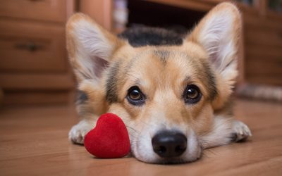 Vetoquinol realiza palestra online e gratuita para médicos-veterinários sobre doenças cardiovasculares em cães e gatos