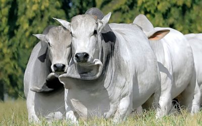 Fazenda Cachoeira 2C oferta touros Nelore avaliados em leilão