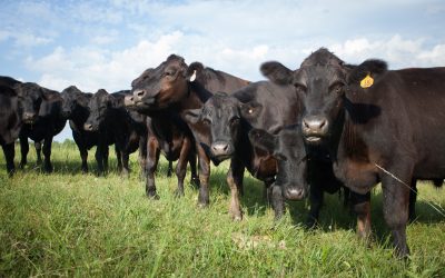 Tratamento rápido e certeiro contra infecções evitou perdas de até uma arroba por bovino ao mês, afirma pecuarista