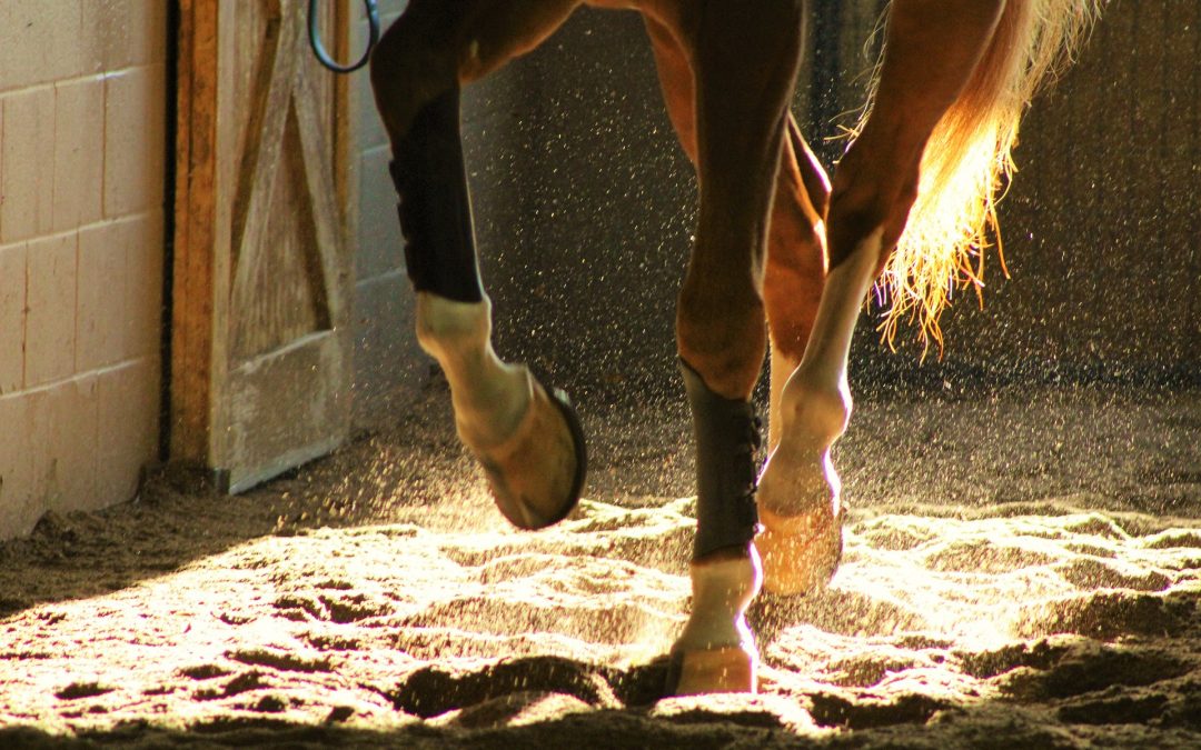Saúde dos cascos é essencial para o sucesso de cavalos atletas