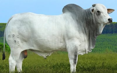Leilão da Fazenda Araras oferta touros de qualidade genética