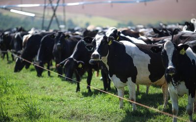 Verminoses podem representar um prejuízo econômico de US$ 1,8 bilhão na produtividade das vacas de leite