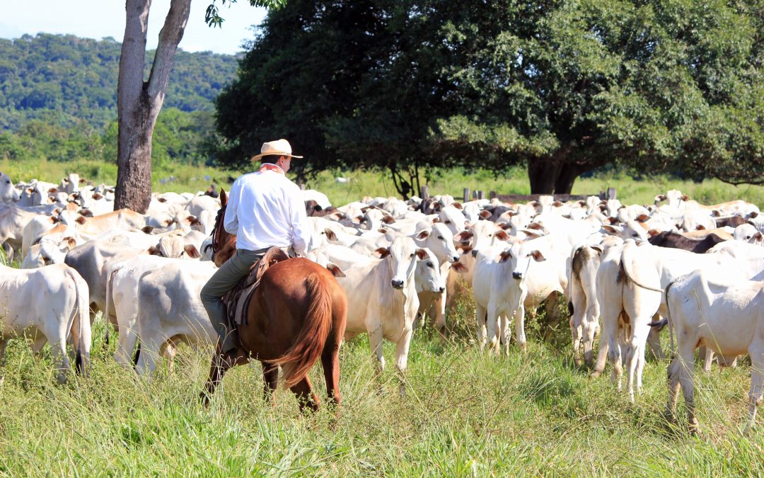 Controle eficaz de doenças infecciosas garante bovinos produtivos e melhora uso de mão-de-obra nas fazendas
